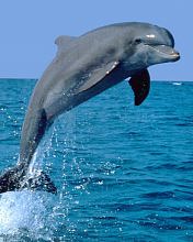 Różne - delfin.jpg