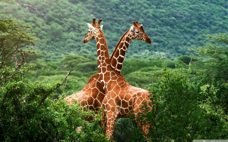 AFRYKA - giraffes_africa-wallpaper-1440x900.jpg