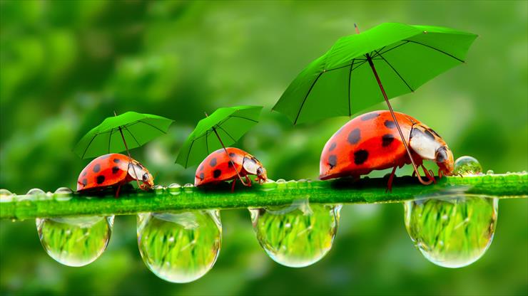 TAPETY 2K - ladybug-2560x1440-red-green-grass-umbrella-9967.jpg