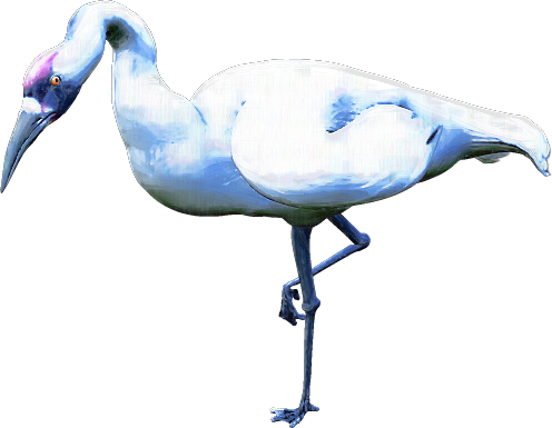 Zoo-Ptaki Bocian - whooping-crane-01.png
