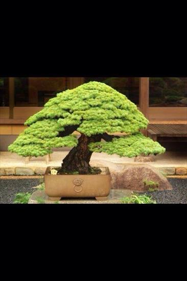   bonsai - najpiękniejsze drzewka - ed6c3cf6925e2e8018f4cc08cf4e41eb.jpg