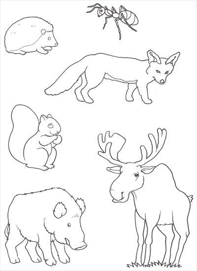 obrazki zwierzęta leśne - jez, pajak, lis, wiewiorka, jelen, dzik.jpg