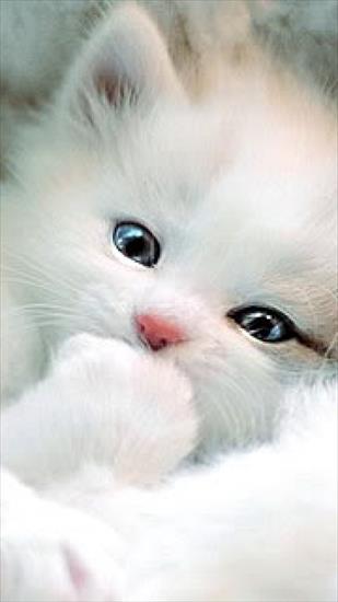Grafika Zwierzęta - Cute_White_Kitty.jpg