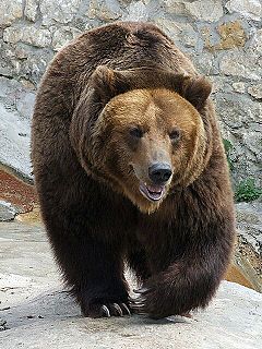 niedźwiedzie - 240px-Medved_mzoo1.jpg