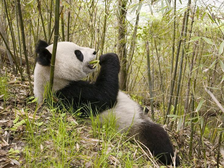 pandy - Xiang Xiang, Wolong Nature Reserve, China.jpg