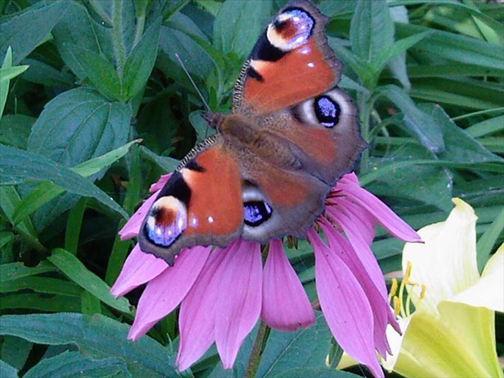 Motyle na kwiatach - Rusałka1.jpg