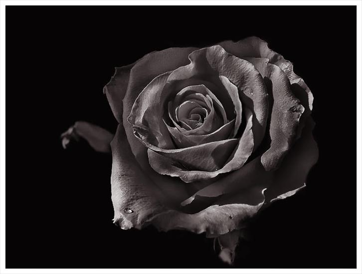 Czarne Róże - 169.jpeg