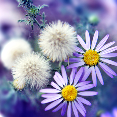 Różne - Purple_Flowers_by_BrokenFayth.jpg