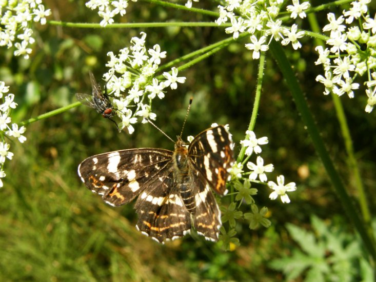 Motyle - Motyle 51.JPG