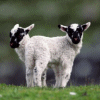 zwierzęta - Lambs.gif