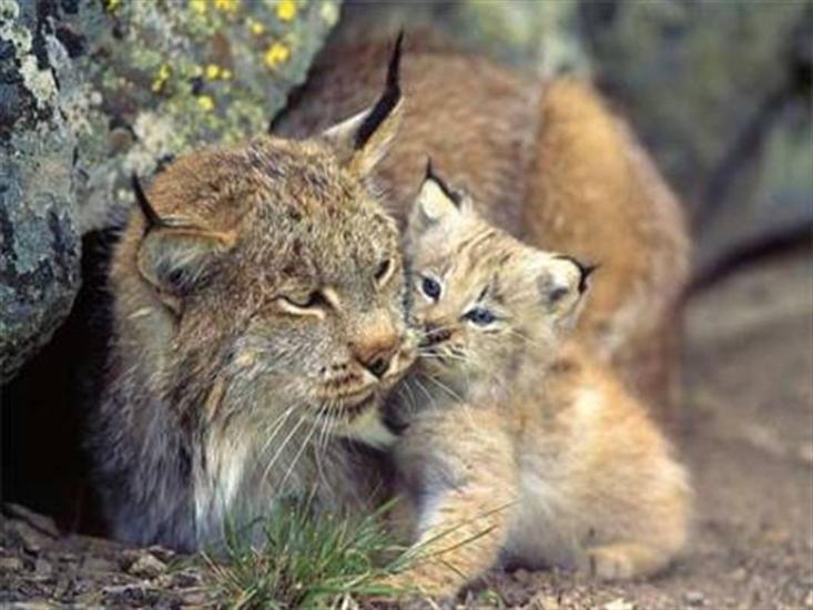 wielkie koty - Lynx with Cub.JPG