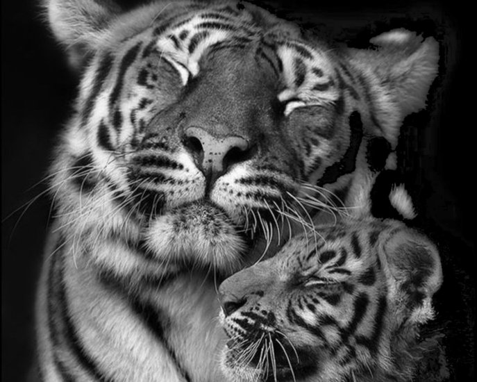 Wild_Cats - Tiger-Love-in-BW.jpg