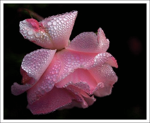 róża--piękny kwiat - buziaczki dla ciebie.gif