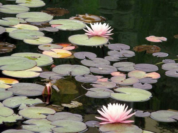 lilia wodna - nenufary - lilie wodne 76.jpg