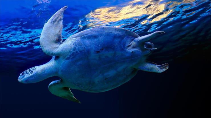 Tapety HD2 - swimming_sea_turtle-1920x1080.jpg