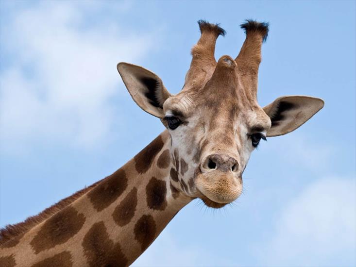 Zwierzęta - tapeta żyrafa.jpg