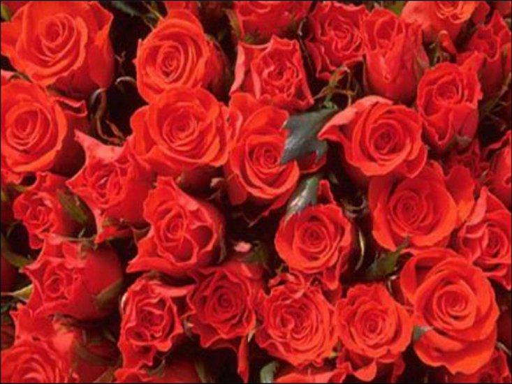 czerwone róże - 7q.jpg