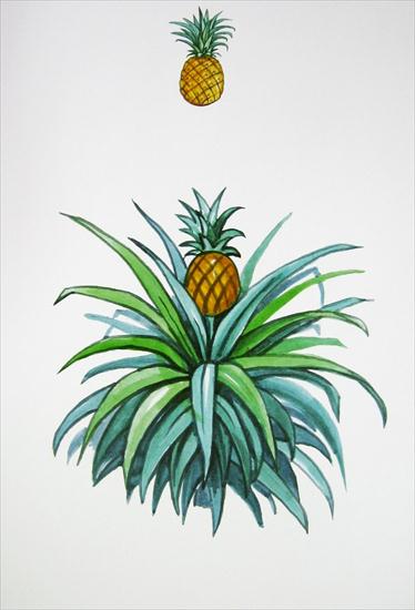 Drzewa egzotyczne - ananas.JPG
