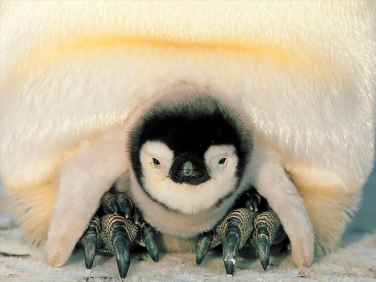 Ptaki birds - Safe_Harbor,_Emperor_Penguins,_Weddell_Sea,_Antarctica.jpg