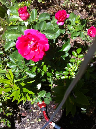 kwiaty z mojego ogrodu - IMG_0363.JPG