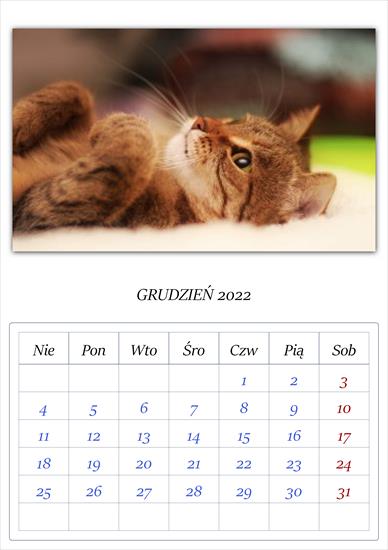 Kalendarz koty - APC_Calendar - 2021.11.29 15.27 - 006 - 2022 12.png