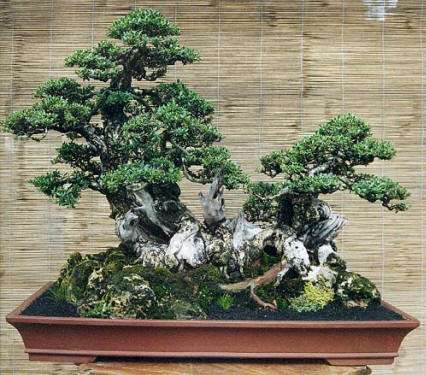 Bonsai - bonsai_iglasty.jpg