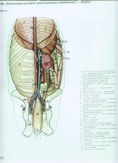 atlas anatomii-tułów - 038.jpg
