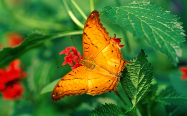 Nie tylko motyle - Motyle__1680-1050 11.jpg