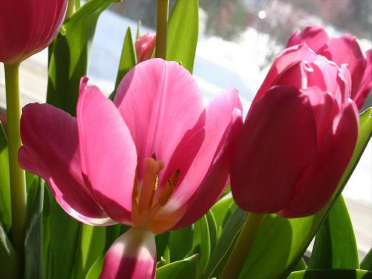 Tulipany - tulipany 137.jpg