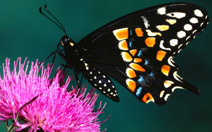 Nie tylko motyle - Motyle__1680-1050 32.jpg