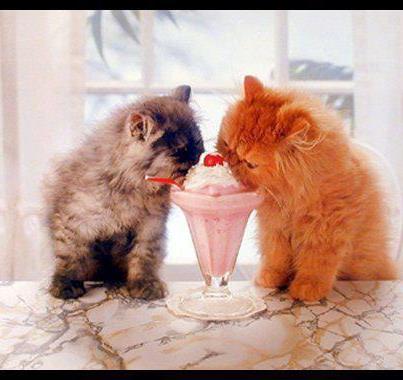 ŚMIESZNE KOTY - kittens-like-their-fruit-smoothies-too1.jpg