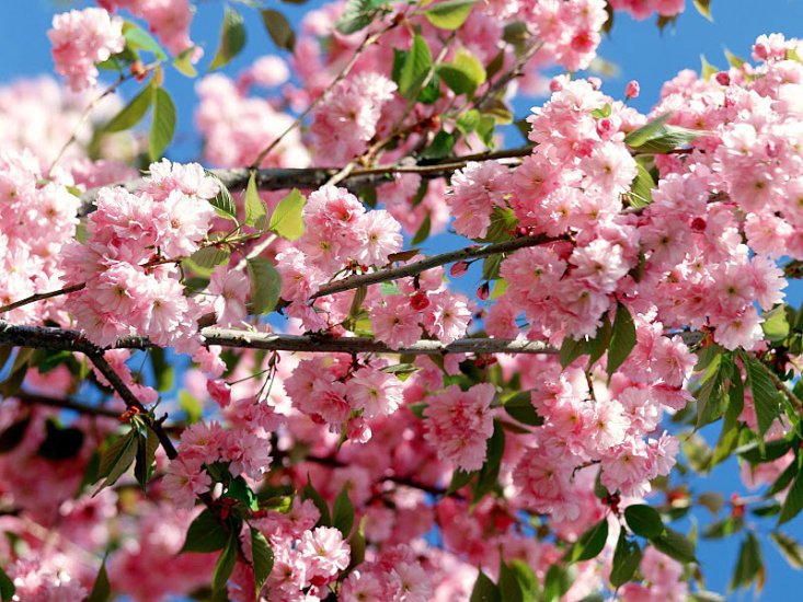 Kwiaty - spring_nature_07.jpg