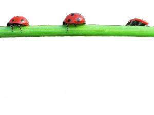 owady - 1182043_ladybirds_on_a_blade_of_grass_jpg_600x300_q85.png