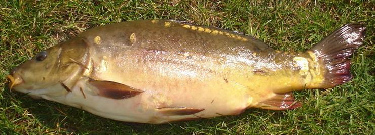 Zdjęcia ryb - Karp złowiony 2009,05,17 , 52 cm na kukurydzę.jpg