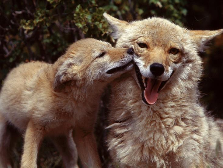 Zwierzęta - Coyote Mother and Pup.jpg