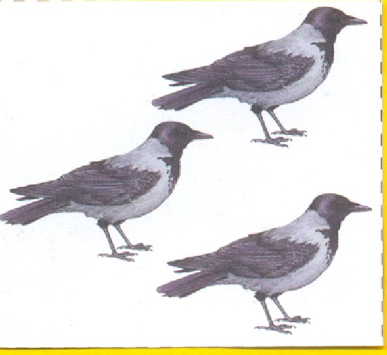 Ptaki - Scan00351.bmp