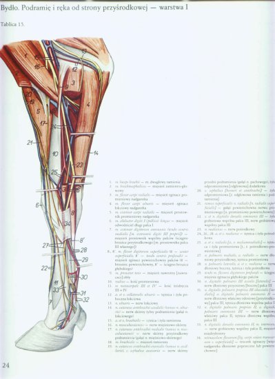 atlas anatomii topograficznej-miednica i kończyny - 018.jpg
