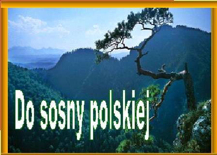 do sosny polskiej - do sosny polskiej.jpg