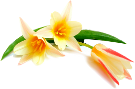 A - linie tulipany - Żółte Lilie.png