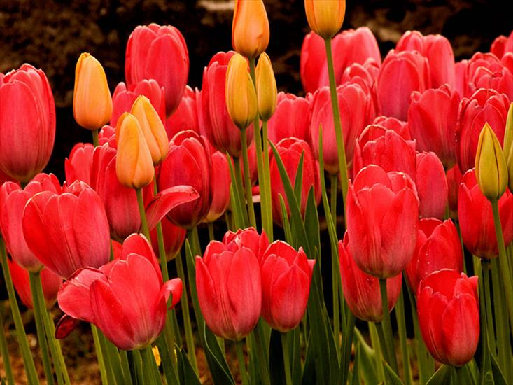 kwiaty - Tulips.jpg