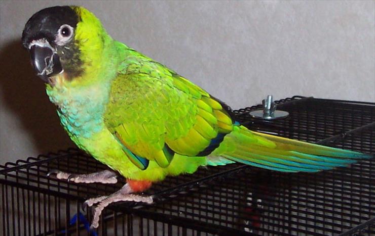 Piękne papużki - 800px-NandayConure-Jack1.jpg