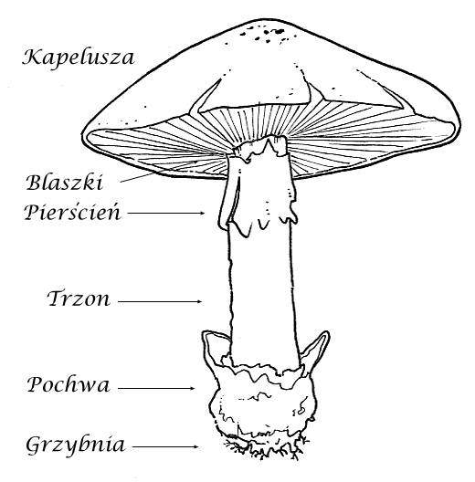 PRZYRODA - budowa_grzybow.gif