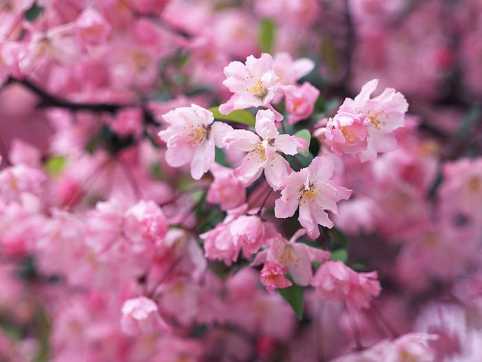 Cherry Blossom - 45.jpg