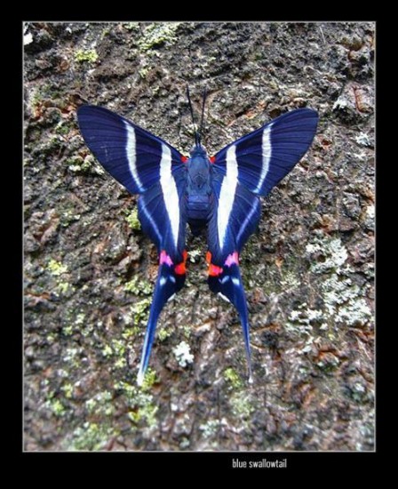 Obrazki Motyle - butterfly2.jpg