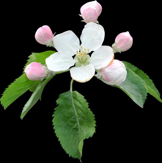 Kwiaty wiśni i jabłoni - c4c36fca.png