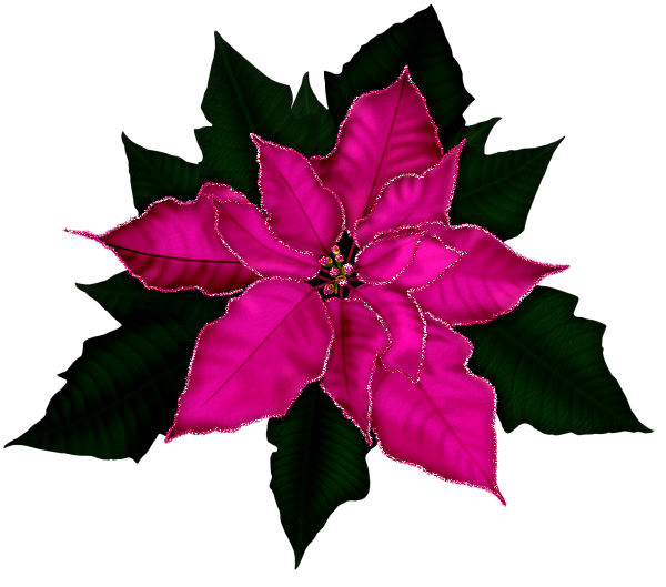 Świąteczne - JDDChristmasPoinsettiaFlowerPspScript-Sample4.png