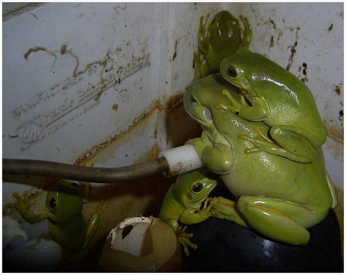 Żabki - Green Frogs.jpg