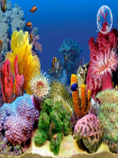 Gify - tropical_fish_aquarium_cell2.jpg