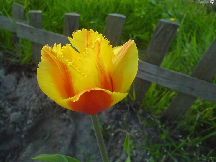 Rosliny - 13432_piekny-zolty-tulipan.jpg