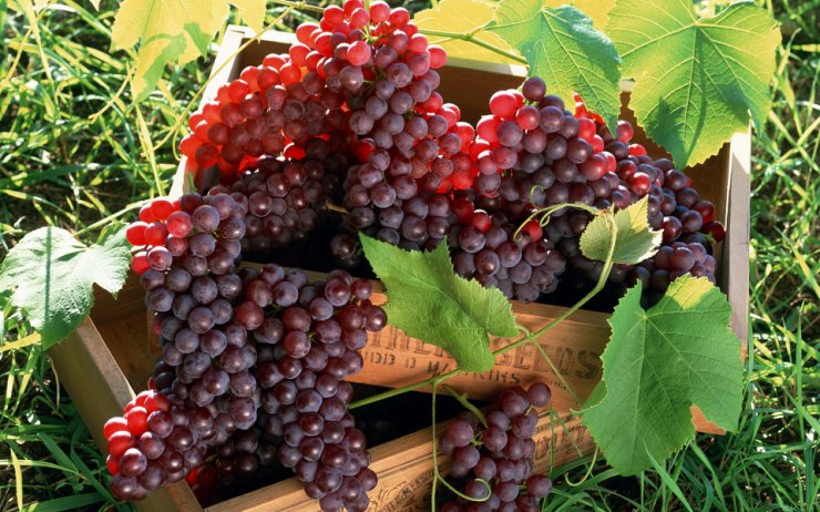 OWOCE I WARZYWA - grapes_fruit_boxes_clusters_5828_1920x1200.jpg